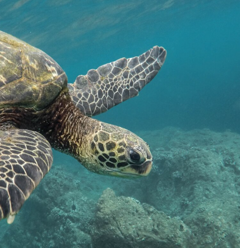 O Projeto TAMAR em Ubatuba é um dos destinos mais inspiradores do Litoral Norte de São Paulo. Reconhecido em todo o Brasil, o projeto tem como principal missão proteger as tartarugas marinhas, espécies ameaçadas de extinção. 🌊 Um espaço educativo e encantador Localizado no bairro do Itaguá, o centro de visitantes oferece uma experiência educativa e divertida para todas as idades. O espaço conta com tanques, aquários, painéis interativos e atividades culturais que aproximam o público da vida marinha de forma leve e envolvente. Além disso, o Projeto TAMAR em Ubatuba promove a conscientização ambiental sobre os impactos da ação humana nos oceanos. Dessa forma, o visitante entende como atitudes simples — como reduzir o uso de plástico e respeitar os habitats naturais, ajudam na preservação da vida marinha. 🔬 Pesquisa e preservação em ação O Projeto TAMAR também desenvolve pesquisas científicas, resgates de animais e monitoramento de ninhos. Além disso, realiza ações contínuas com comunidades locais, fortalecendo o vínculo entre ciência, turismo e sustentabilidade. Assim, cada visita contribui diretamente para a continuidade desse trabalho essencial de conservação. 💙 Uma conexão com a natureza Enquanto observa as tartarugas e aprende sobre o oceano, o visitante se conecta profundamente com a natureza. Portanto, visitar o Projeto TAMAR em Ubatuba é uma oportunidade única de se reconectar com o meio ambiente e entender como todos nós temos um papel essencial na proteção do planeta. 🌴 Planeje sua visita ao Projeto TAMAR em Ubatuba Se você está planejando uma viagem ao litoral, inclua o TAMAR em seu roteiro. Trata-se de uma experiência educativa, significativa e inesquecível, ideal para famílias, escolas e amantes da natureza. 🐢🌿 📍 Endereço: Rua Antônio Athanásio, 273 – Itaguá, Ubatuba/SP 🌐 Mais informações: www.projetotamar.org.br 💙 Saiba mais sobre turismo sustentável em Ubatuba: www.turismo.sp.gov.br 🏠 Leia também: Ecoturismo em Ubatuba: trilhas, cachoeiras e aventuras